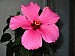 hibiscus.jpg
